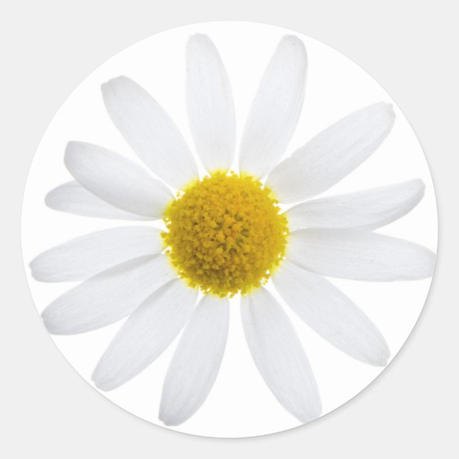Daisy flower classic round sticker (Front)