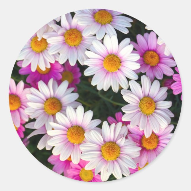 Daisy Flower Classic Round Sticker (Front)