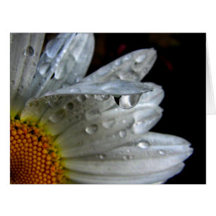 Daisy Flower Macro