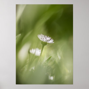 Daisy flower nature photo poster