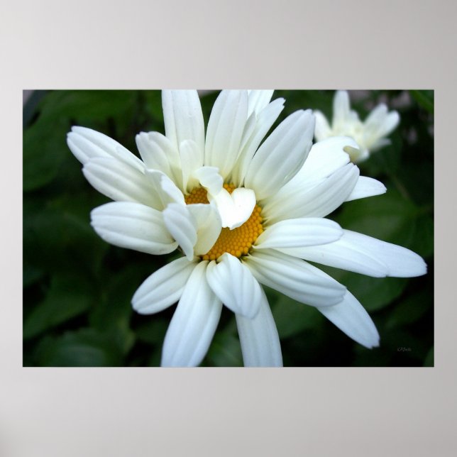 Daisy Flower Opening up Poster (Front)