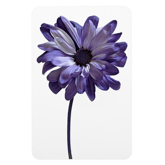 Daisy Flower Photo Magnet (Vertical)