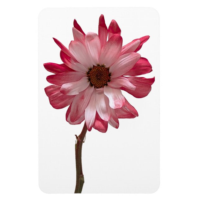 Daisy Flower Photo Magnet (Vertical)