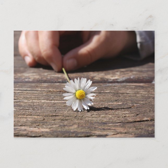 Daisy Flower Postcard (Front)