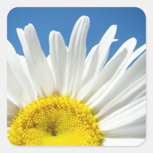 Daisy Flower Stickers custom Add Your Text