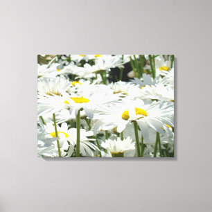 Daisy Flowers Decorative art Canvas Photography
