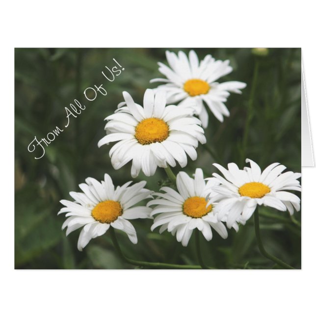 Daisy Flowers Designer (Devant horizontal)