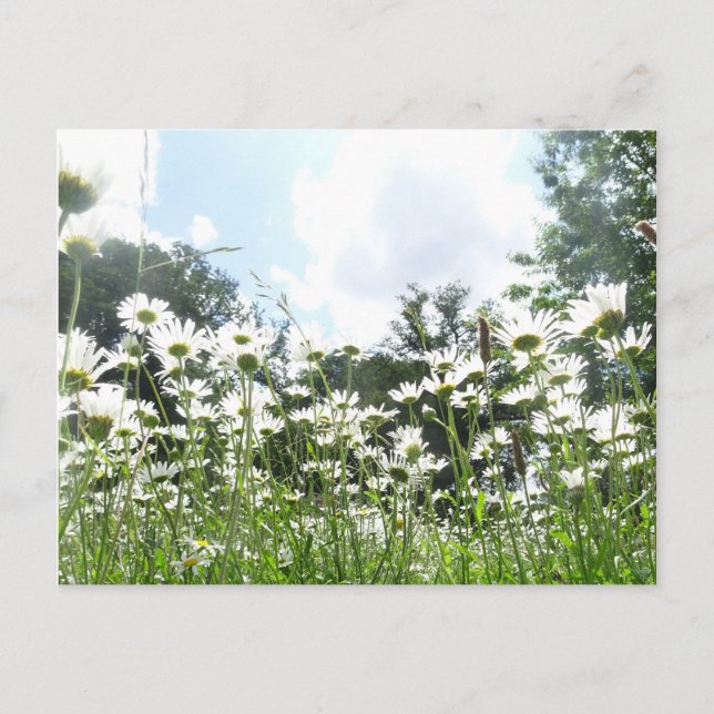 Daisy Flowers DIY Postcard (Front)