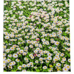 Daisy Flowers Field