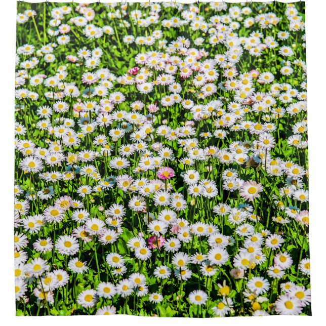 Daisy Flowers Field (Front)