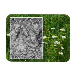 Daisy Flowers In Field Add Your Photo Magnet