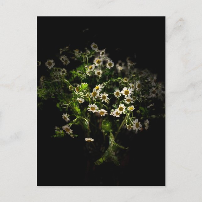 Daisy,  Flowers Postcard (Front)