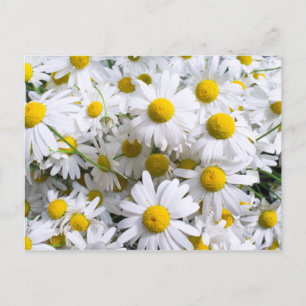 Daisy flowers postcard