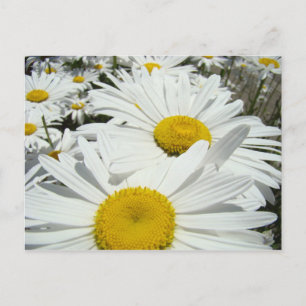 Daisy Flowers postcards Add Your Text Daisies