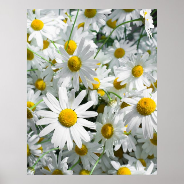 Daisy flowers poster (Front)