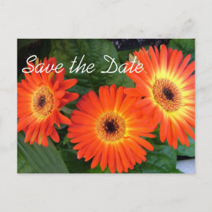 Daisy flowers save the date postcard