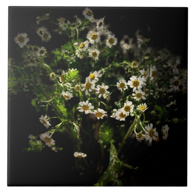 Daisy,  Flowers Tile (Front)