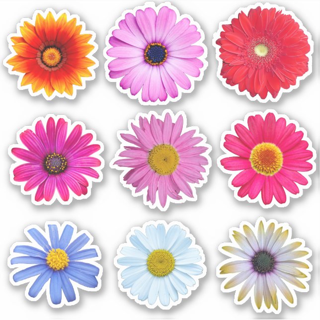 Daisy Flowers Vinyl (Front)