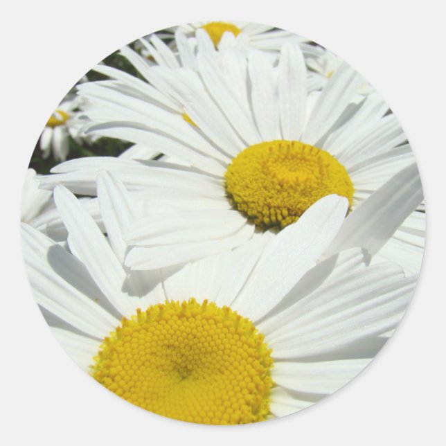 Daisy Flowers White stickers Daisies Floral custom (Front)