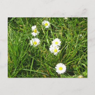 Daisy fresh postcard