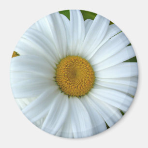 Daisy Fridge Magnet Cheerful Flower Daisy Gifts