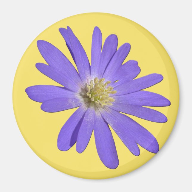 Daisy Frigo Magnet Blue Flower Daisy Cadeaux (Devant)