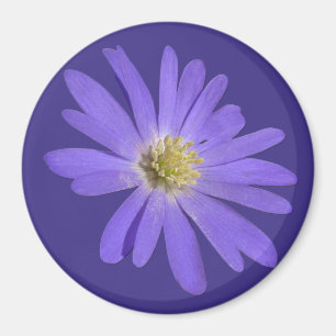 Daisy Frigo Magnet Blue Flower Daisy Cadeaux