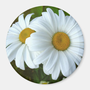 Daisy Frigo Magnet Fleur joyeuse Daisy Daisy Cadea
