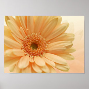Daisy-gerbera soft peach colour. Print