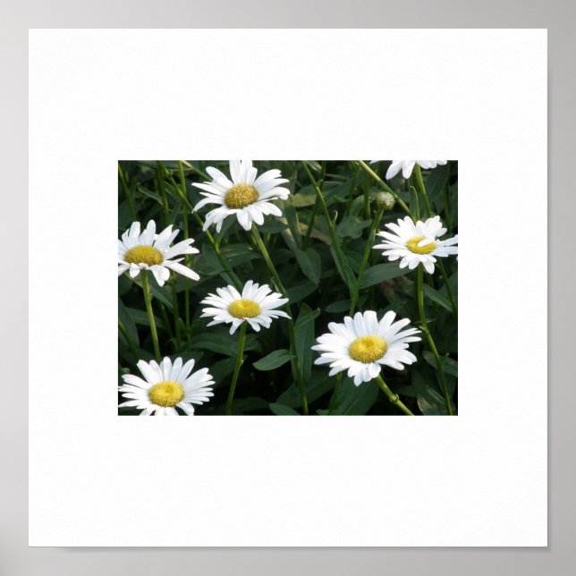 Daisy Green Poster (Front)