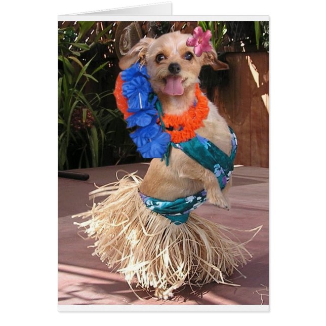 Daisy II - Hula Daisy (Front)