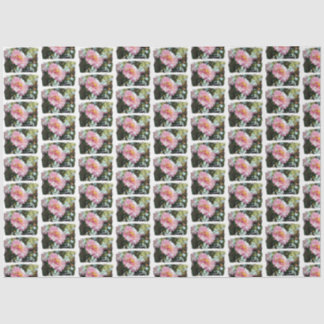 Daisy in Pink Tissue Paper