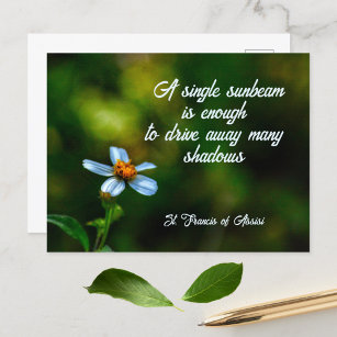 Daisy in Shadows St Francis of Assisi Quote Postcard