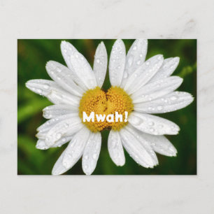 Daisy Kisses Birthday Valentine Love Greeting  Postcard