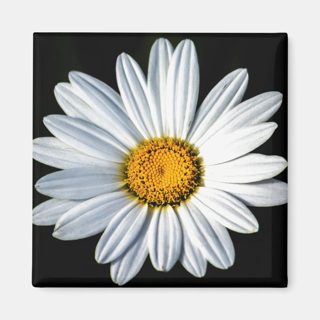 Daisy Mae Magnet (Front)