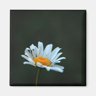 Daisy Magnet
