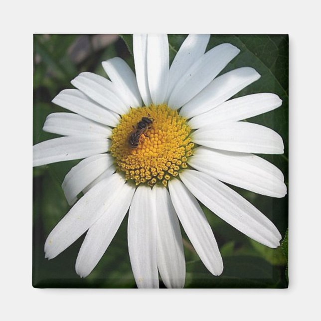 Daisy Magnet (Front)
