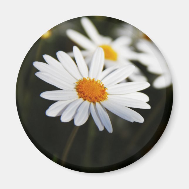 Daisy Magnet (Front)