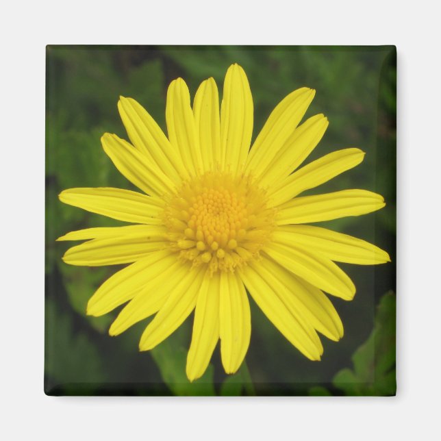 Daisy Magnet (Front)