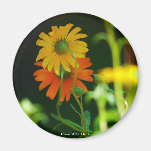 Daisy-Magnet Magnet