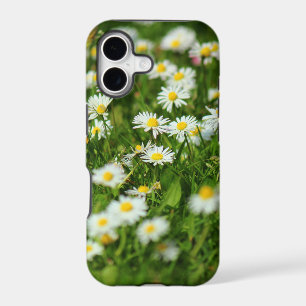 Daisy Meadow