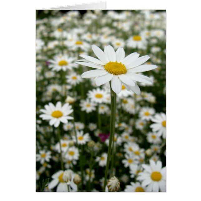 Daisy Meadow (Devant)