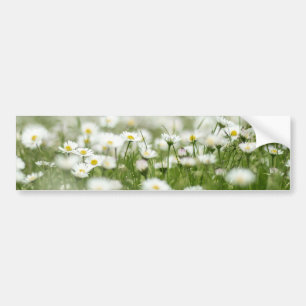 Daisy Meadow Bumper Sticker