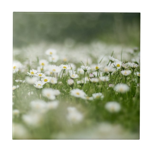Daisy Meadow Tile (Front)