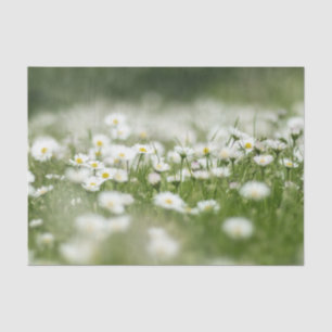 Daisy Meadow Tissue Paper
