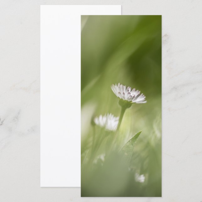 Daisy nature photo card (Front/Back)