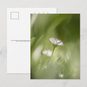 Daisy nature photo holiday postcard