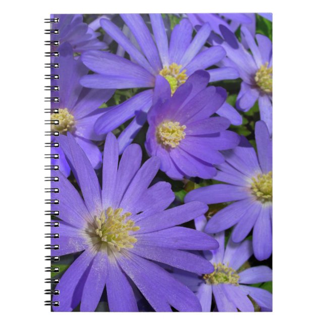 Daisy Notebook Purple Daisy Journals Gifts (Front)