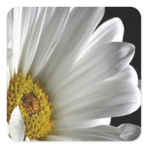 Daisy On Black Background