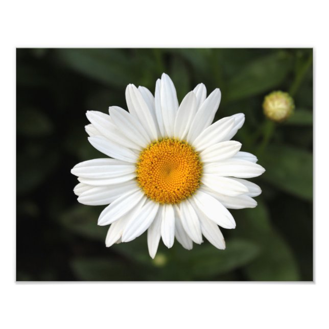 Daisy Photo Print (Front)